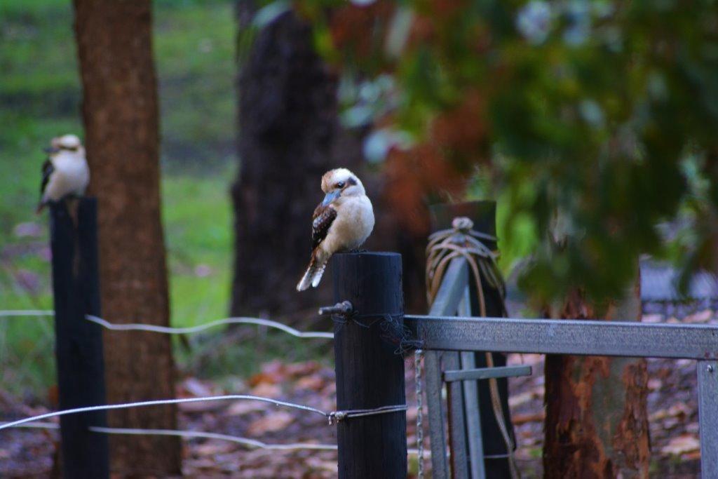 Black Cockatoo Lodge แนนนัป ภายนอก รูปภาพ
